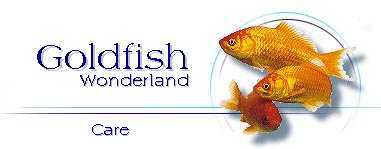 Goldfish Wonderland : Care